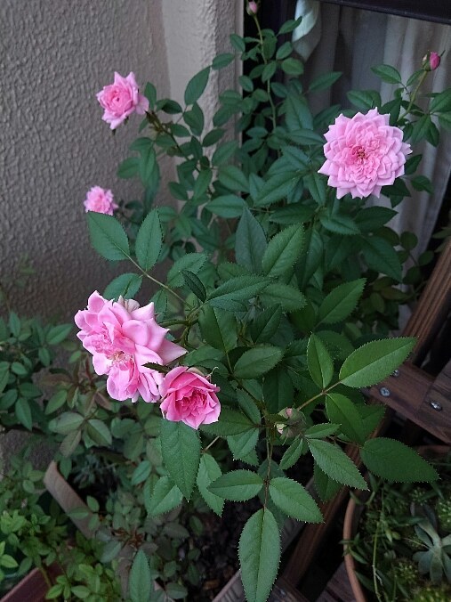 血尿_d0152937_17072754.jpg