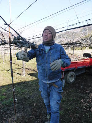 熊本ぶどう 社方園 高級種なしぶどうを大好評販売中!令和3年の社方園の「ぶどう祭り」は中止です! _a0254656_20040736.jpg