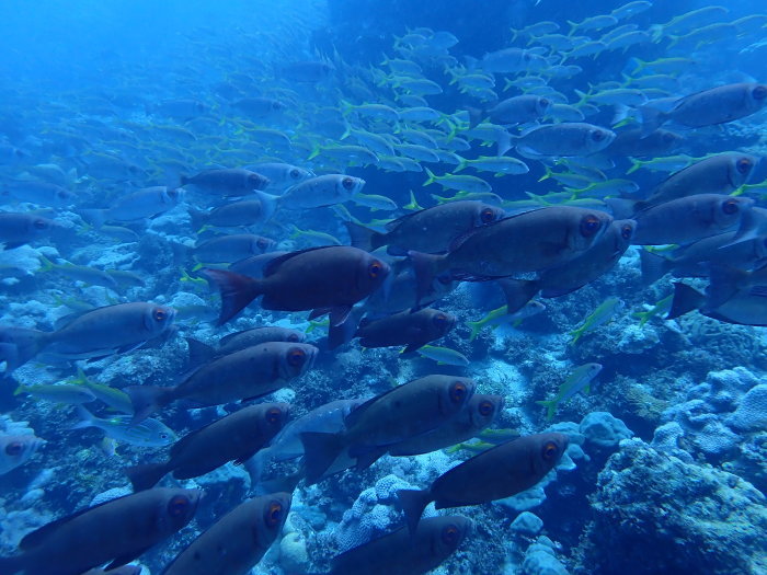 210731 ようやく天候回復！？_a0335173_18393092.jpg