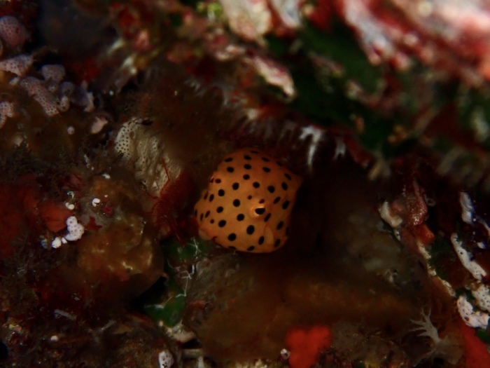 210731 ようやく天候回復！？_a0335173_18424980.jpg