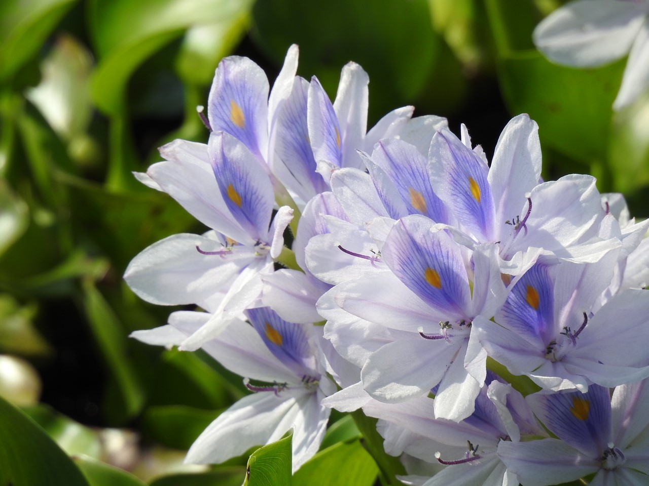 『布袋葵(ホテイアオイ)や沼虎の尾(ヌマトラノオ)の花達～』_d0054276_20193690.jpg