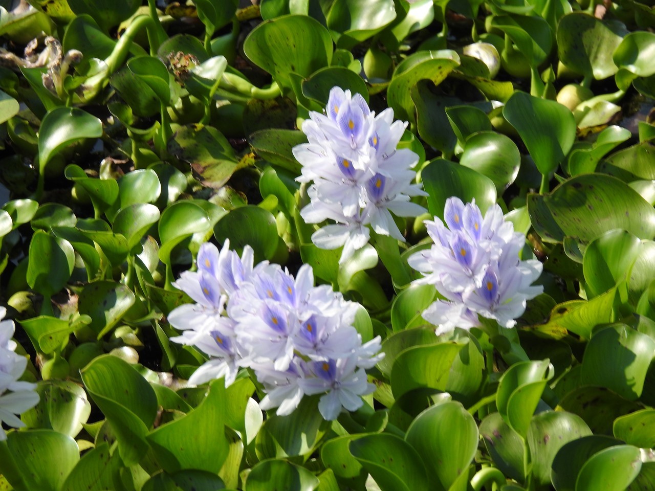 『布袋葵(ホテイアオイ)や沼虎の尾(ヌマトラノオ)の花達～』_d0054276_20195388.jpg