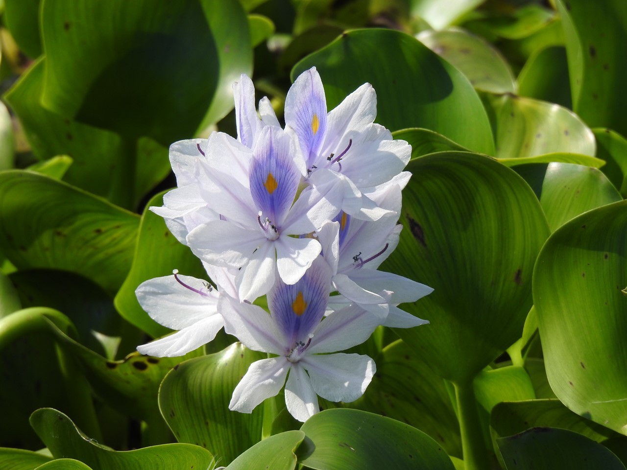 布袋葵 ホテイアオイ や沼虎の尾 ヌマトラノオ の花達 自然風の自然風だより