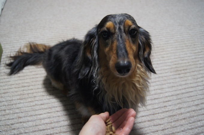 ちくわ 犬でございます