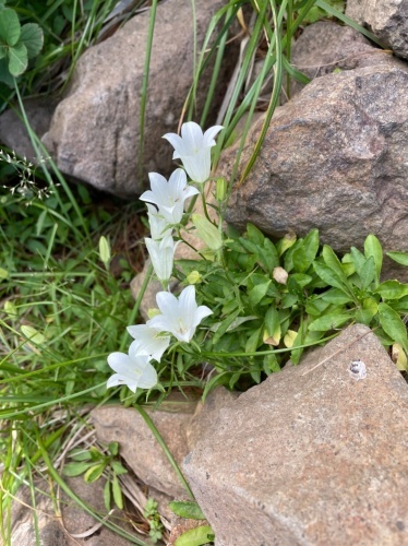 富良野岳に登ってきました 2021_d0198793_14113820.jpg