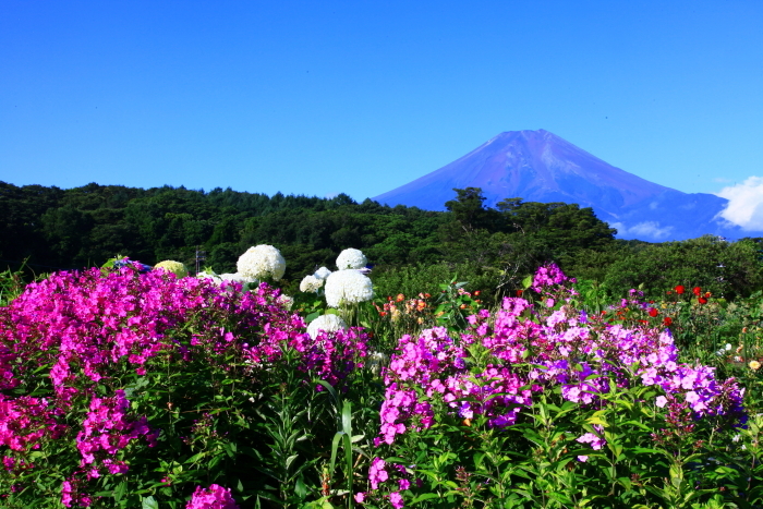 令和3年7月の富士 (12)　忍野村の夏の花々と富士_e0344396_21160187.jpg