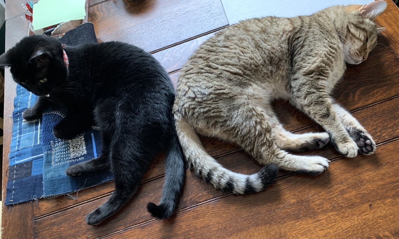 うち猫、お中元をもらう。_e0358096_20205786.jpeg