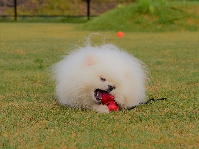 正直者が馬鹿を見る_d0360206_19235715.jpg