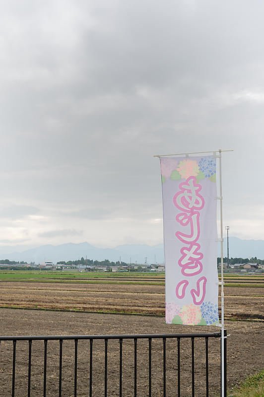 四季の花達 紫陽花@宮荘川_f0032011_10051021.jpg