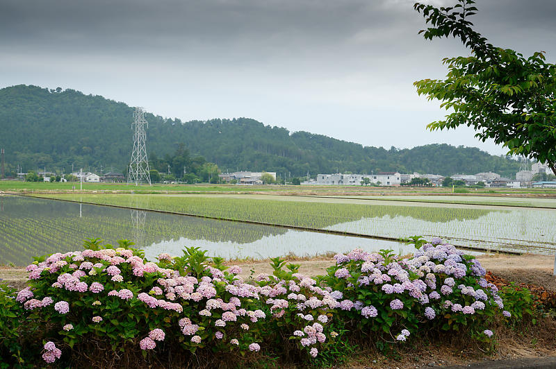 四季の花達 紫陽花@宮荘川_f0032011_10051077.jpg