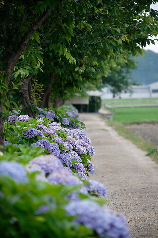 四季の花達 紫陽花@宮荘川_f0032011_10051090.jpg