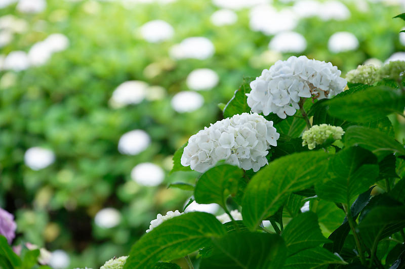 四季の花達 紫陽花@宮荘川_f0032011_10071439.jpg