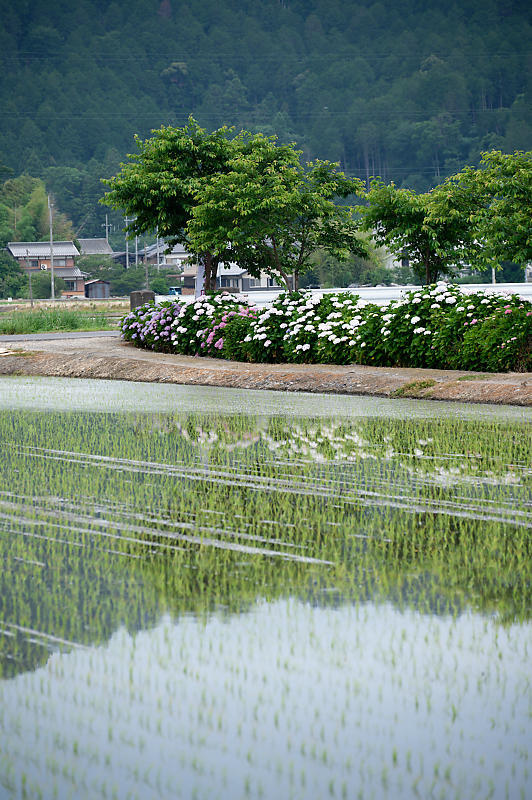 四季の花達 紫陽花@宮荘川_f0032011_10071448.jpg
