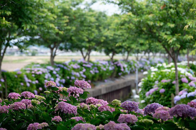 四季の花達 紫陽花@宮荘川_f0032011_10071491.jpg