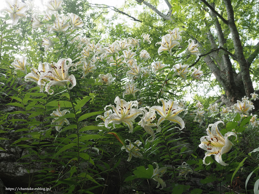 ヤマユリ 2021_c0189013_23412517.jpg