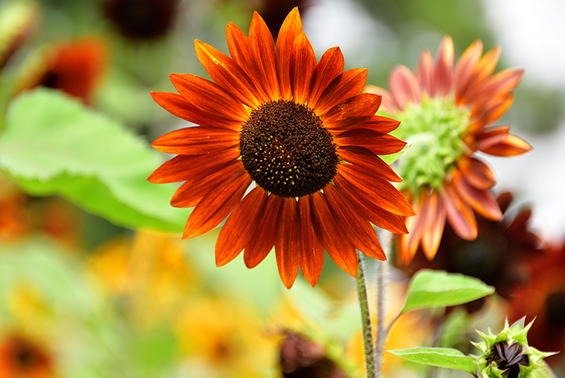 ひまわりの名前 続 ちょっとそこまで