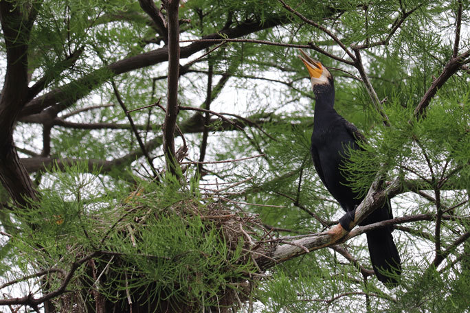 カワウの営巣と美しき井の頭池(井の頭自然文化園 June 2020)_b0355317_15324188.jpg