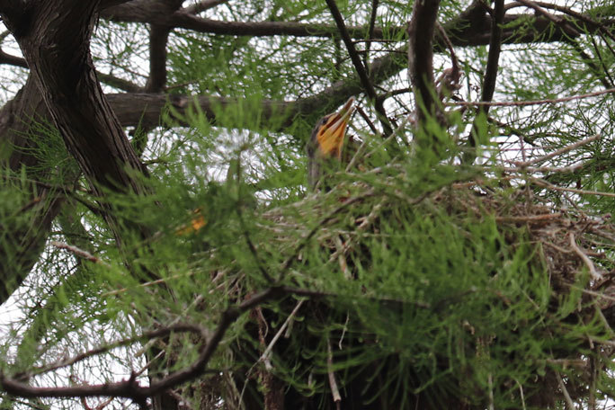 カワウの営巣と美しき井の頭池(井の頭自然文化園 June 2020)_b0355317_15365170.jpg