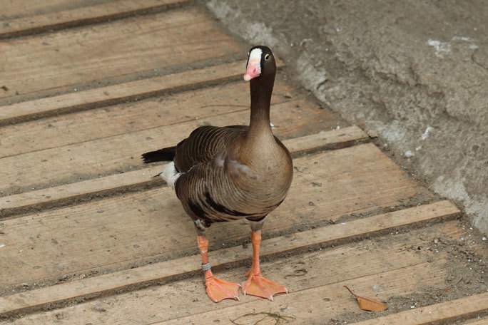 カワウの営巣と美しき井の頭池(井の頭自然文化園 June 2020)_b0355317_15383371.jpg