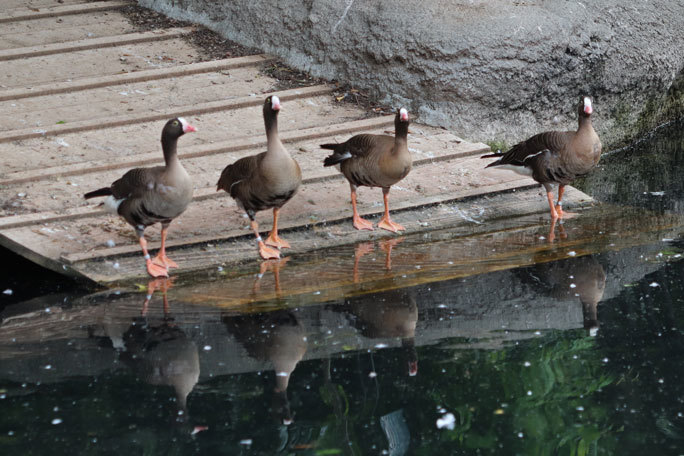 カワウの営巣と美しき井の頭池(井の頭自然文化園 June 2020)_b0355317_15395678.jpg