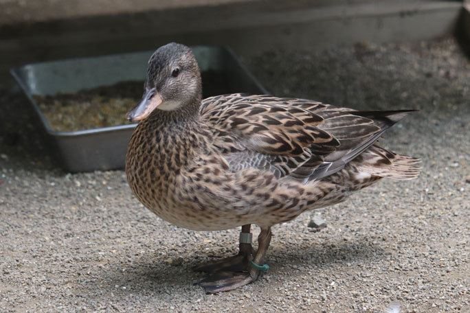 カワウの営巣と美しき井の頭池(井の頭自然文化園 June 2020)_b0355317_15431209.jpg
