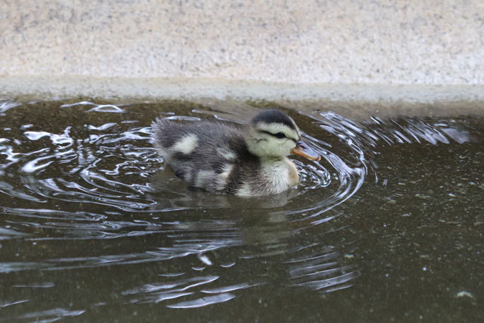 カワウの営巣と美しき井の頭池(井の頭自然文化園 June 2020)_b0355317_15433272.jpg