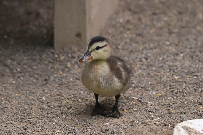 カワウの営巣と美しき井の頭池(井の頭自然文化園 June 2020)_b0355317_15444186.jpg