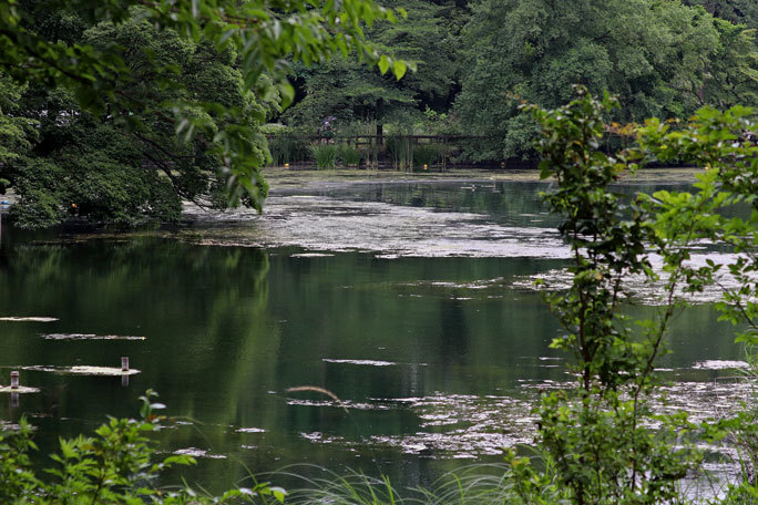 カワウの営巣と美しき井の頭池(井の頭自然文化園 June 2020)_b0355317_15465873.jpg