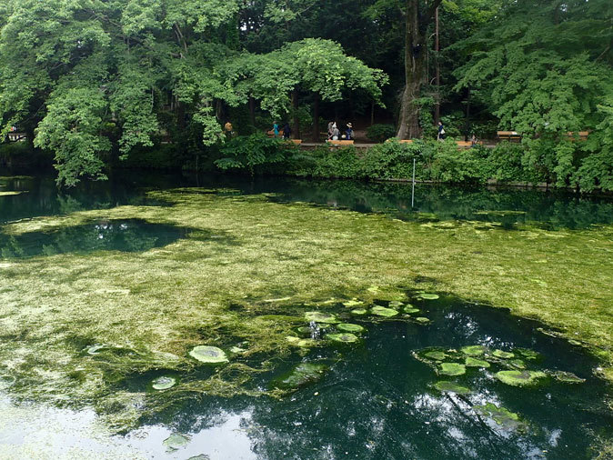 カワウの営巣と美しき井の頭池(井の頭自然文化園 June 2020)_b0355317_15504289.jpg