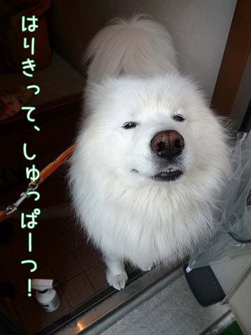 打ってきまーす！_c0062832_14353405.jpg