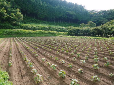 熊本県菊池水源産無農薬栽培の『えごま油』数量限定販売中!白エゴマの土寄せ作業と黒エゴマ定植前_a0254656_17580776.jpg