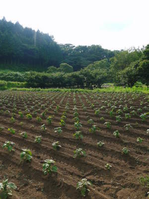 無農薬で育てた熊本県菊池水源産の『えごま油』数量限定販売中！白エゴマの土寄せと黒エゴマ定植(2023)_a0254656_18310699.jpg