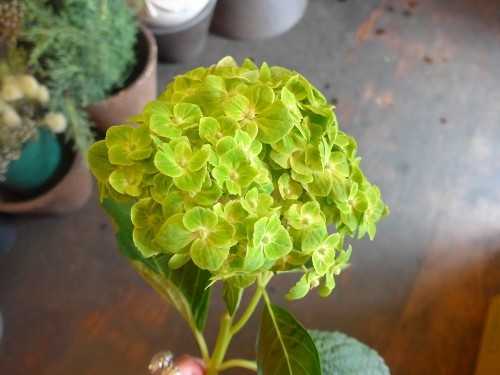 花修行~バリ島なアレンジメント~_f0232060_01002336.jpg