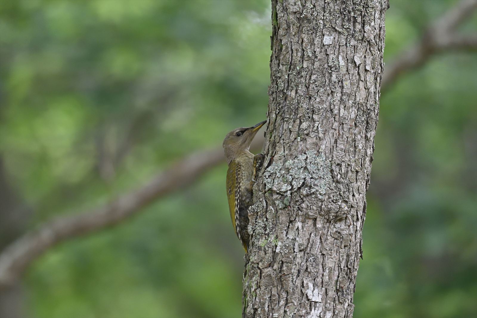 ヤマゲラ　幼鳥_a0145819_06452092.jpg