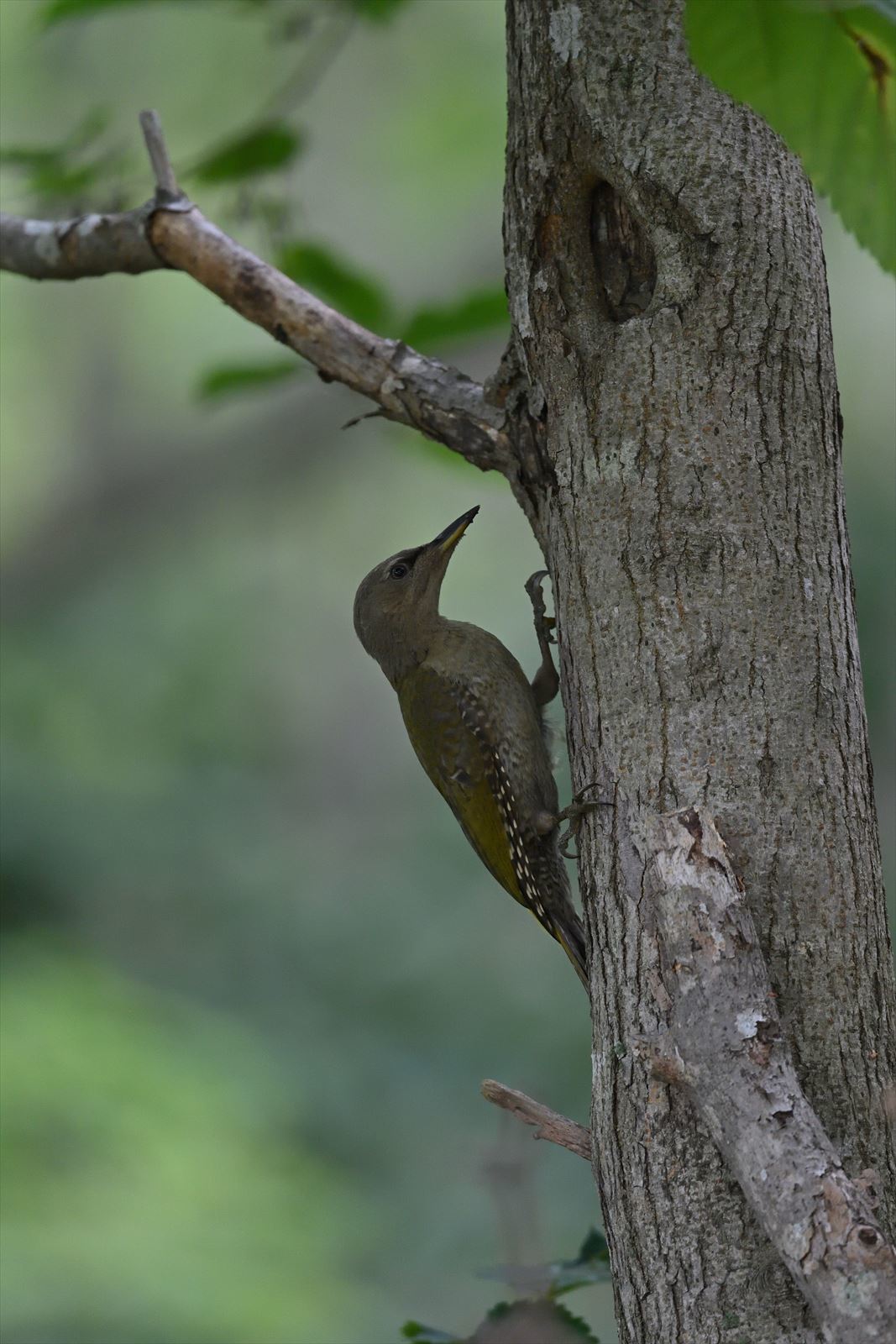 ヤマゲラ　幼鳥_a0145819_06491488.jpg