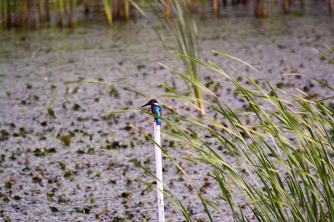遊水池のKingfisher_a0031821_12264946.jpg