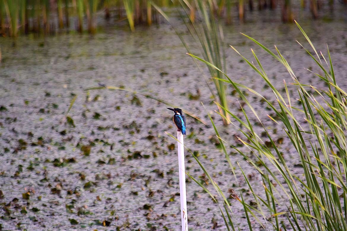 遊水池のKingfisher_a0031821_12352361.jpg