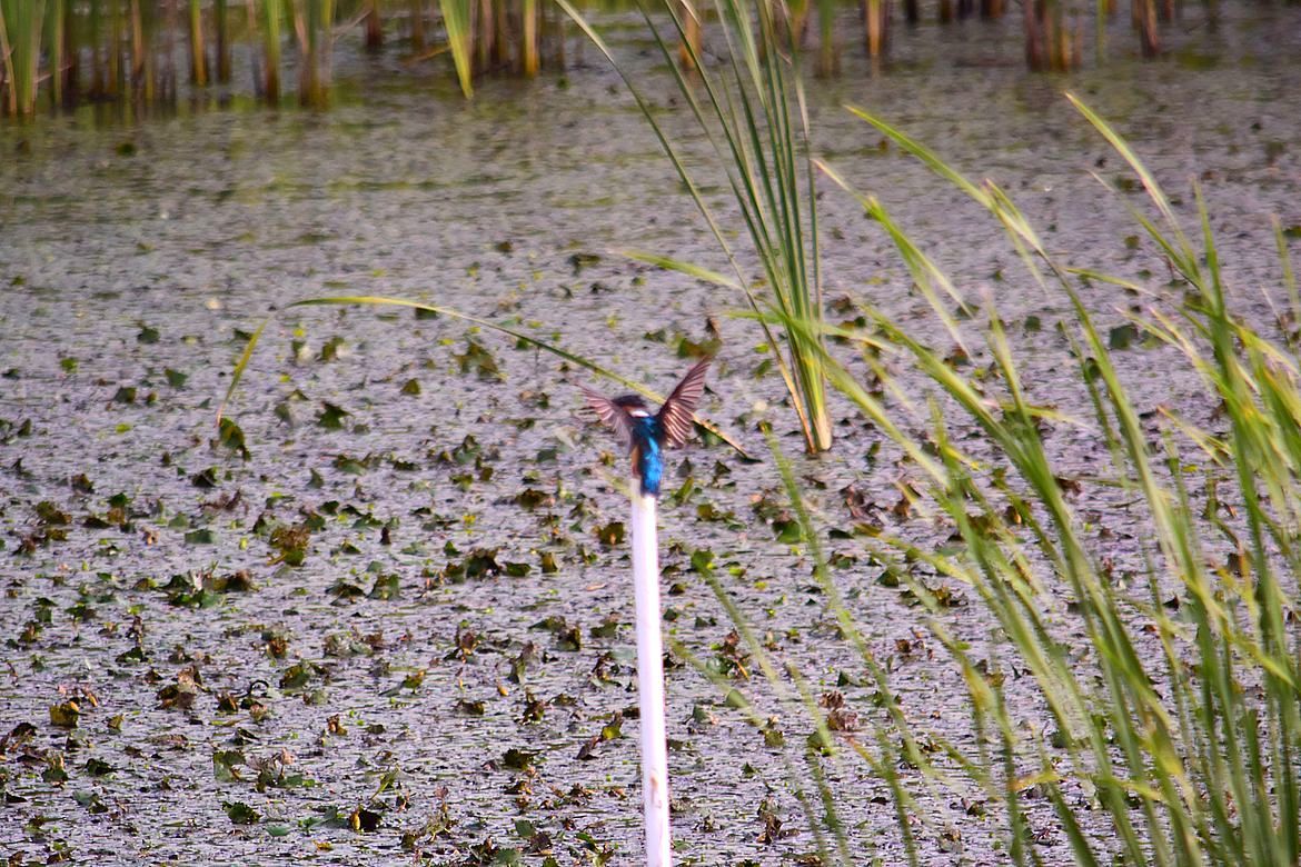 遊水池のKingfisher_a0031821_12362105.jpg