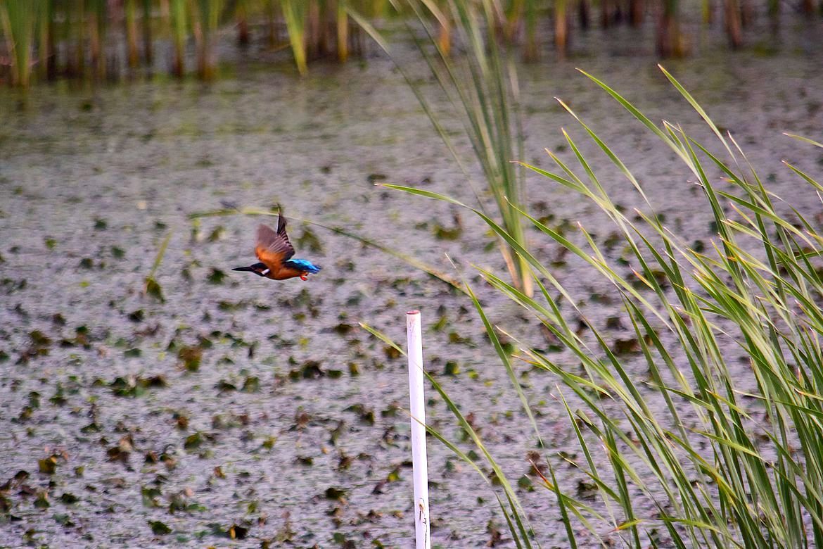 遊水池のKingfisher_a0031821_12373933.jpg