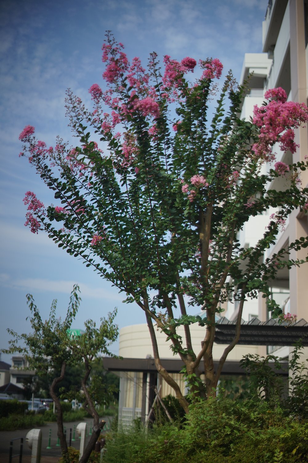 Zuiko G. Auto-S 50mm F1.4 で_b0069128_11083674.jpg