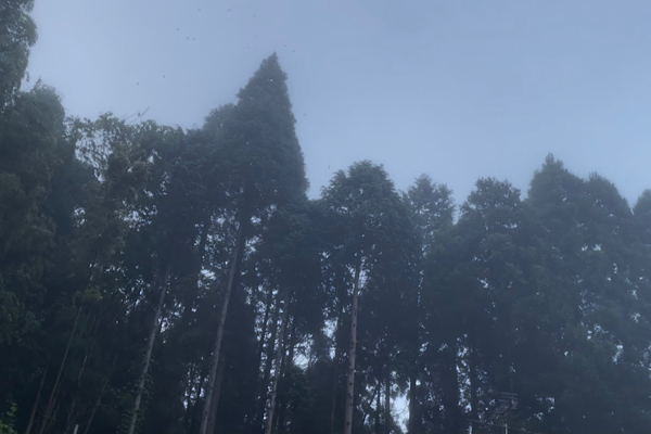* 霧の朝_b0184636_17013672.png