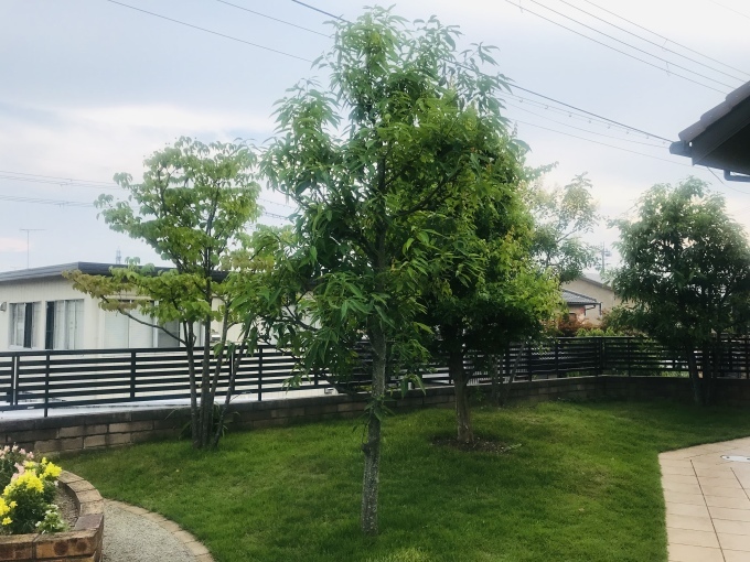 炎天下に旧友とゴルフ_b0100062_05572378.jpeg
