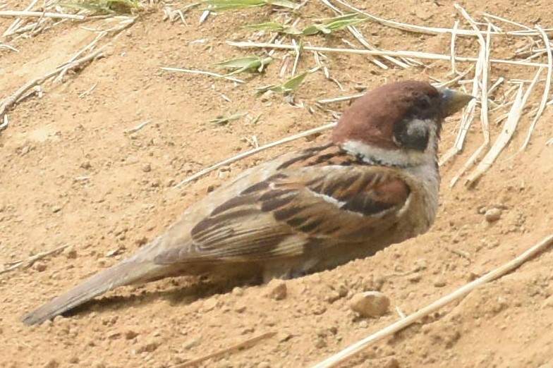 ★野鳥たちの意外な一面_e0046474_16370127.jpg