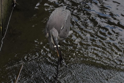 ★野鳥たちの意外な一面_e0046474_16372073.jpg