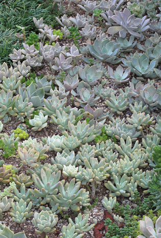 地植えの多肉 森小日記 もりしょうにっき