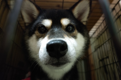 どあっぷ💗_f0357682_14321948.jpg