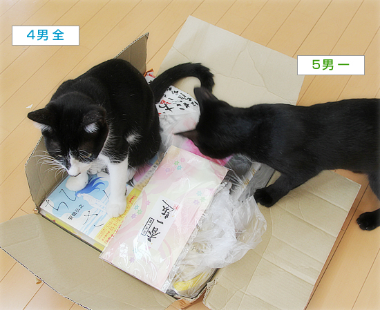 暑中見舞いの行く末は?_a0389088_18153317.jpg