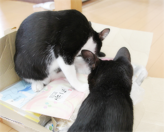 暑中見舞いの行く末は?_a0389088_18153318.jpg
