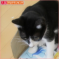 暑中見舞いの行く末は?_a0389088_18153393.jpg