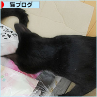 暑中見舞いの行く末は?_a0389088_18153495.jpg